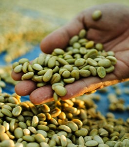 Green coffee beans held in someone's hand above a container of more beans