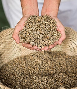 Two hands scooping up raw coffee beans from a burlap bag