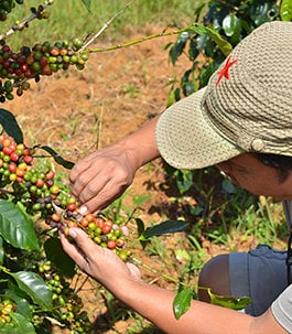 Someone hand harvesting beans from a plant in the field